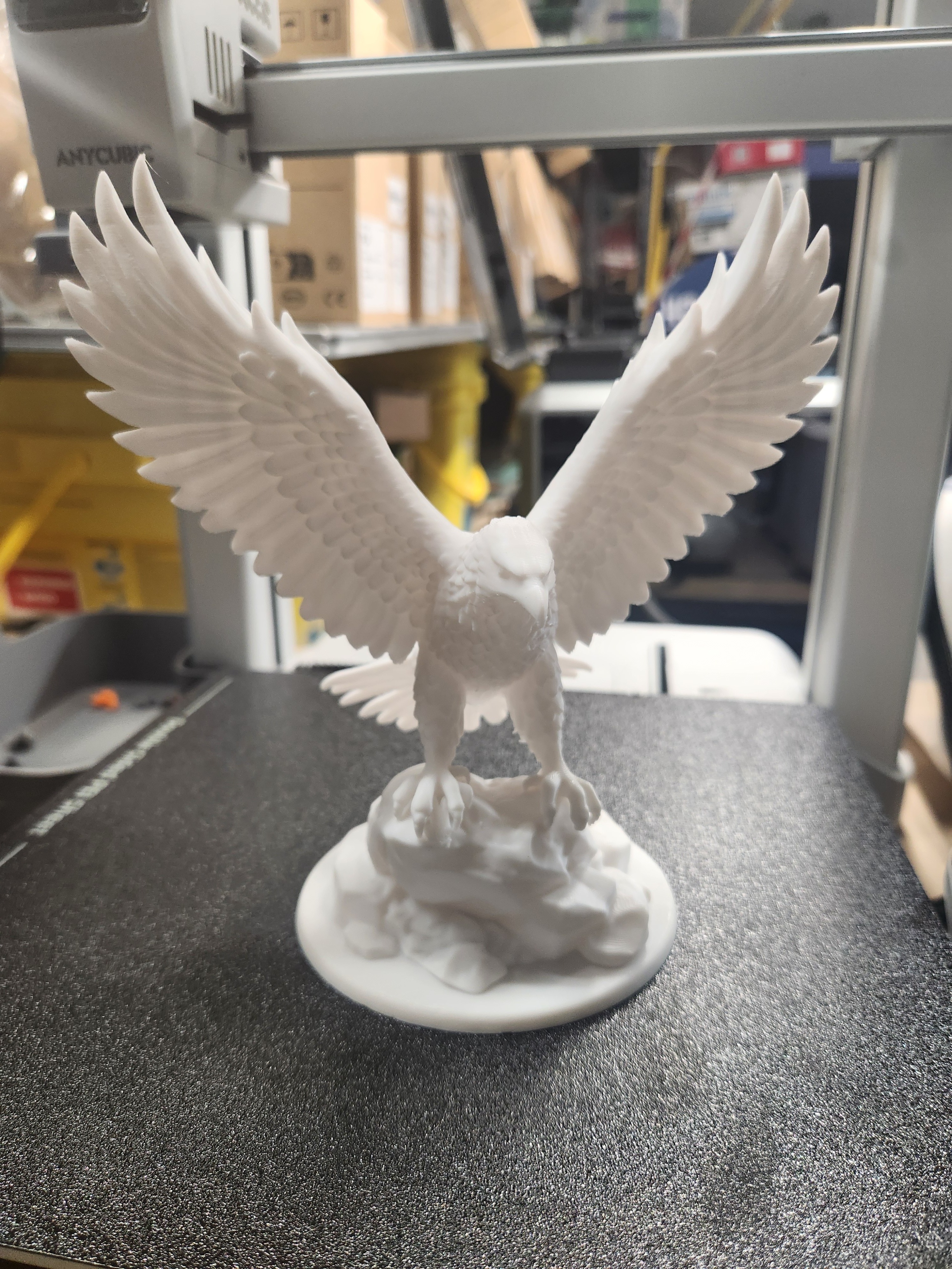 Bald Eagle